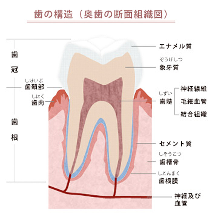 歯の構造